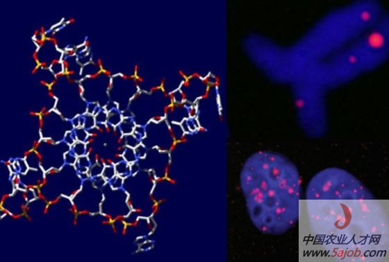 ��D��������DNA�ĽY(ji��)��(g��u)ģ�����҈D��Ⱦɫ�����w��(x��)���˺�Ⱦɫ�w